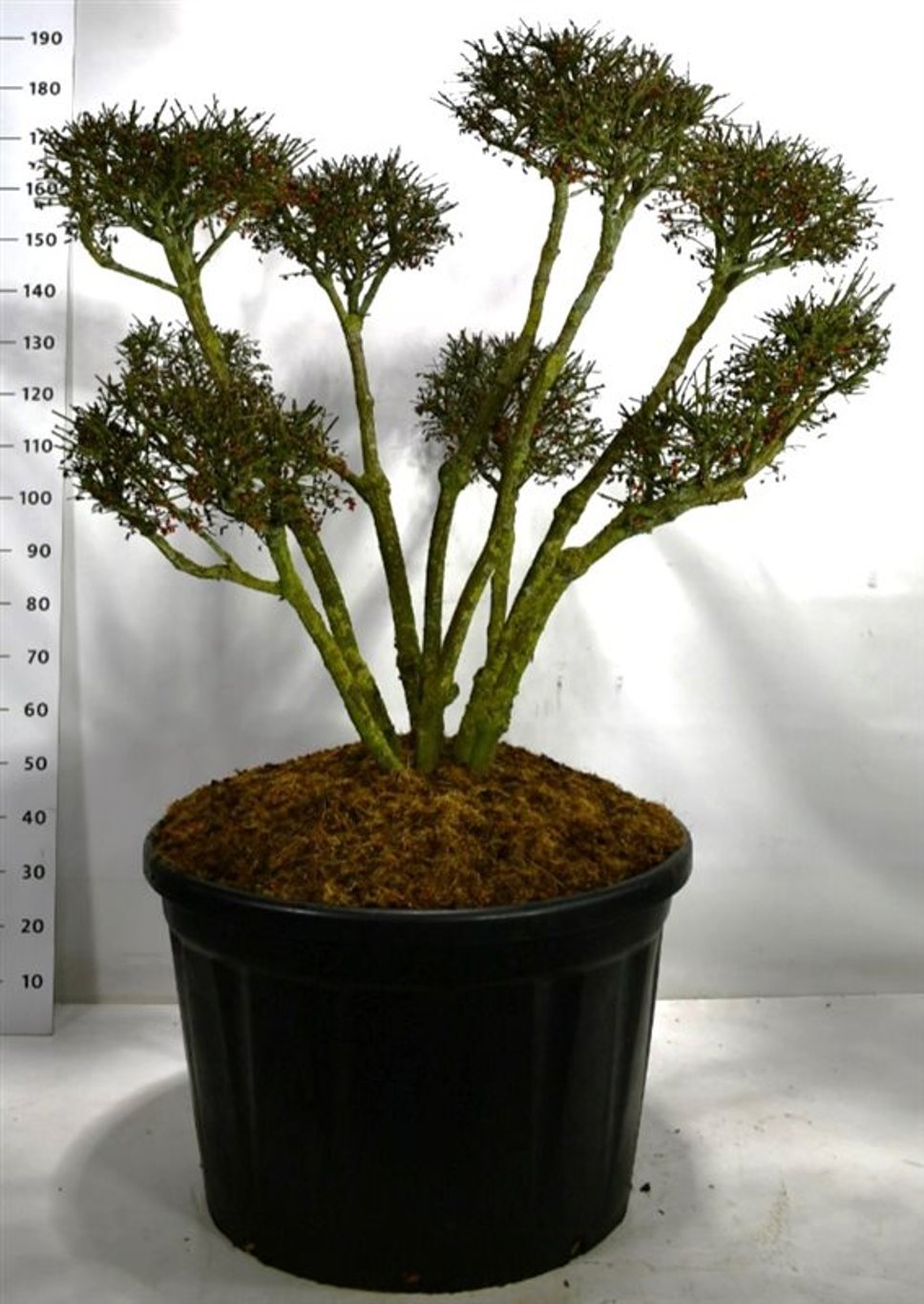 Euonymus alat. 'Compactus' - 100-125 CM Bonsai Cont.